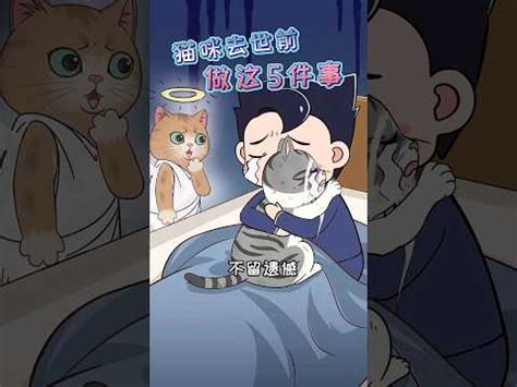 貓死掉怎麼辦